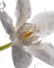 EAU_DE_PARFUM_BODY_492_CAROUSEL-4