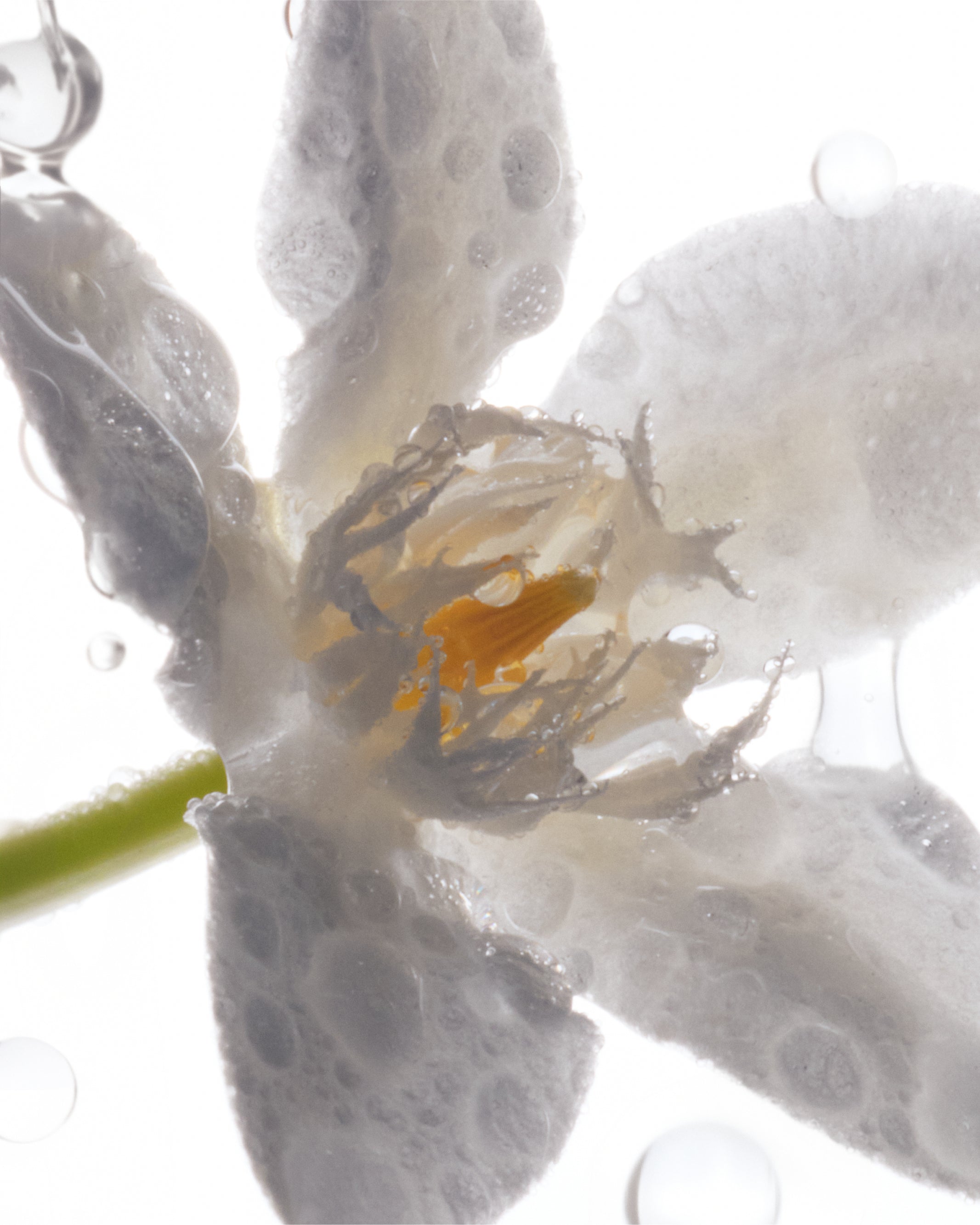 EAU_DE_PARFUM_BODY_492_CAROUSEL-4